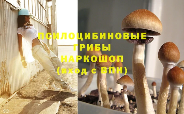 ГАЛЛЮЦИНОГЕННЫЕ ГРИБЫ Аркадак
